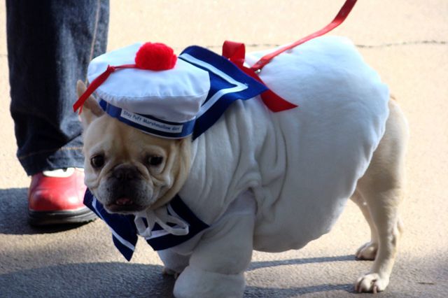 Stay Puft Marshmallow Dog